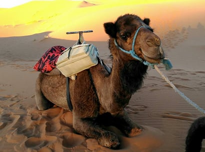 サハラ砂漠で、待ってます♡　ラクダさんより