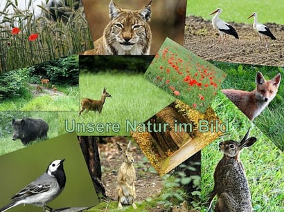 Natur im Bild Fotocollage: Leo Wyden