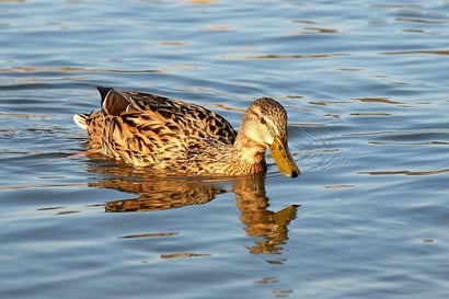 Stockentenweibchen Foto: Leo Wyden