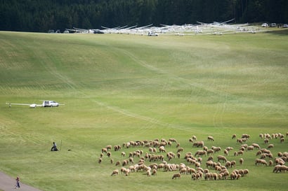 Schafherde beim Klippeneck Wettbewerb