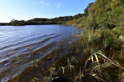 Die schüttere Ufervegetation bietet Lebensraum für seltene Pflanzenarten wie den Strandling (Littorella uniflora) und das Gras-Laichkraut (Potamogeton gramineus). Aufnahme Oktober 2022.