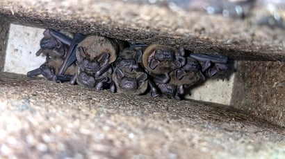 Wohngemeinschaft des Großen Abendseglers in einem Fledermauskasten (Foto anlässlich einer Quartierkontrolle).