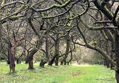 Verwunschen: Der Bereich des Obsthofes Mehrens mit den ältesten Bäumen.
