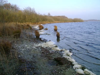 Durch den niedrigen Wasserstand ist der Bereich vor der Ufervegetation derzeit zugänglich. Foto: P. Müller