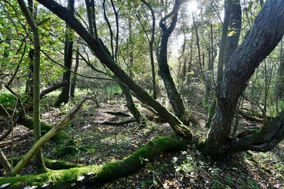 "Kleine Wildnis" im seit mehr als 65 Jahren ungestörten Kernbereich des Naturschutzgebietes (Aufnahme Oktober 2022).