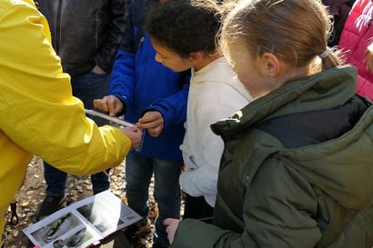 Wie groß ist ein junger Dachs?