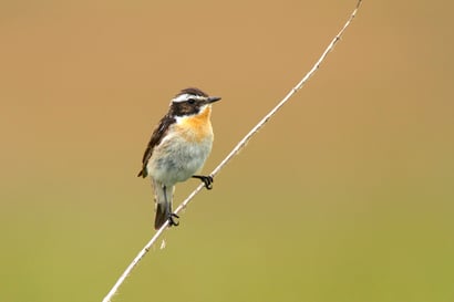 Vogel des Jahres 2023: Das Braunkehlchen. Foto: M. Sommerhage/NABU