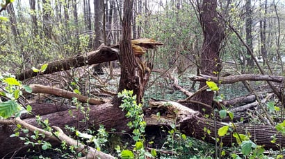 Waldwildnis auf der Insel im Stocksee