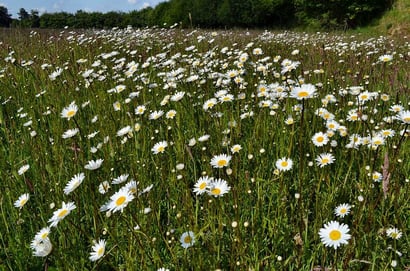 Blühaspekt der Magerite Anfang Juni 2014.