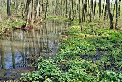 Die Stör mit den angrenzenden Auwäldern.
