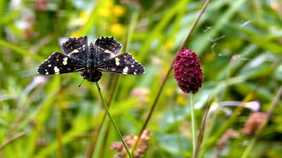 Landkärtchen (Sommerform) auf Großem Wiesenknopf.