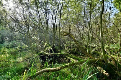 Nasse Weidengebüsche bilden einen undurchdringlichen Riegel vor dem Seeufer (Aufnahme Oktober 2022).