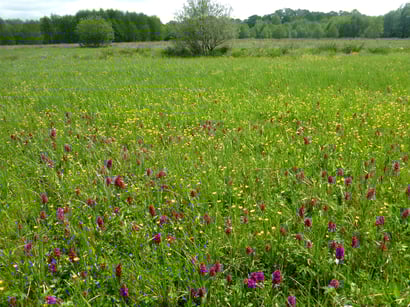 Blick über die Orchideenwiese im Frühjahr 2021 - der Lohn der Mühe!