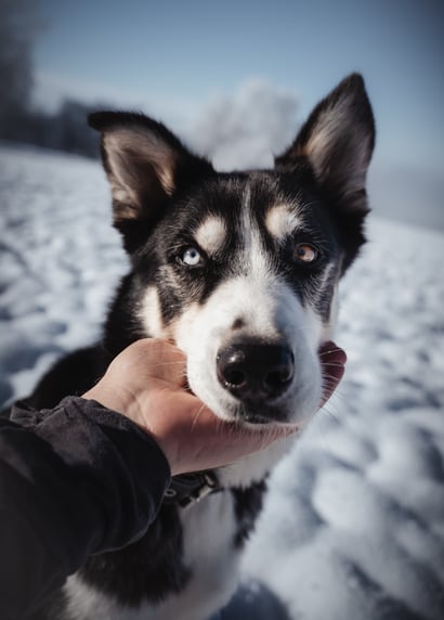 Therapie für Jugendliche - Tiergestützte Therapie und Jugendcoaching