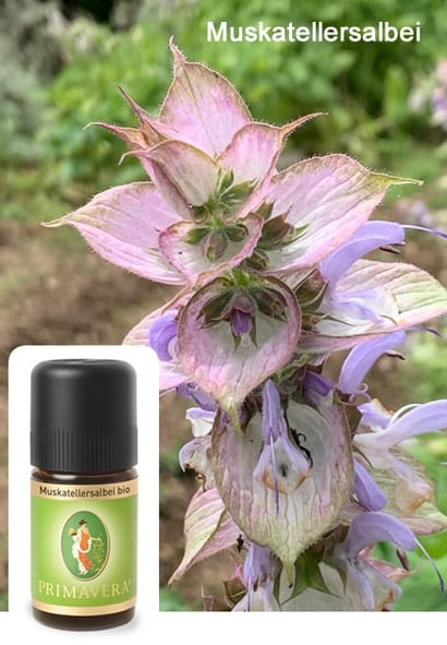 Muskatellersalbei mit ätherischem Öl vom Primavera