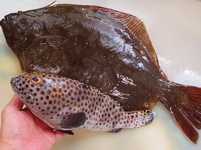 渋谷区　宅配寿司　寿司の出前