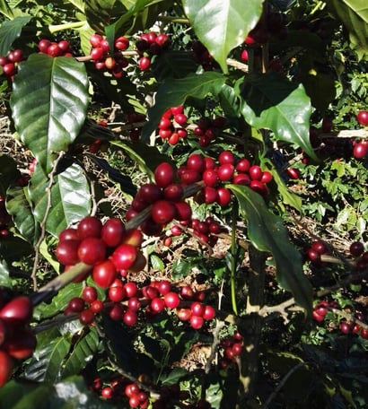 USDA, Typica
