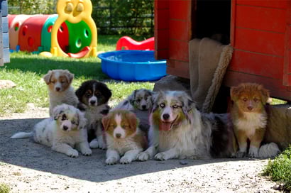 Aussie Aufzucht - ein Rudel Australian Shepherds liegend im Schatten einer Hütte