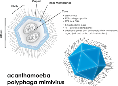 Mimivirus