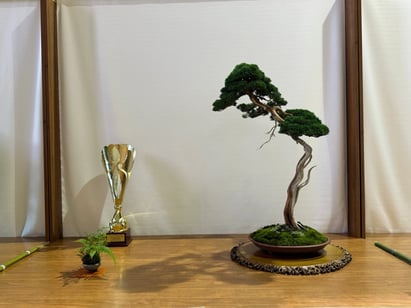 Premio Antonella Cairoli Bonsai: Ginepro chinensis - Bonsai Club Somma