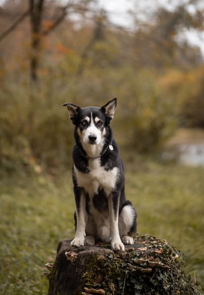 Therapie für Jugendliche - Tiergestützte Therapie und Jugendcoaching