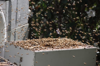 Photo d'une ruche dans la campagne sauvage de Nouvelle-Zélande avec des milliers d'abeilles qui butinent les fleurs de Manuka pour faire du Miel de Manuka