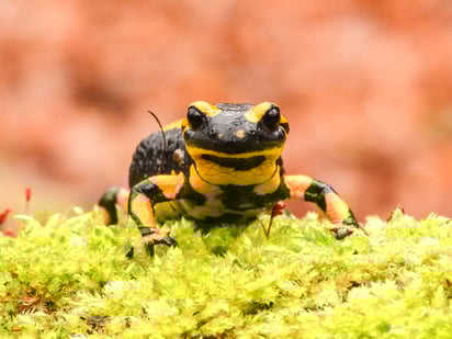 Foto: Feuersalamander, Kathy Büscher, NABU Rintel