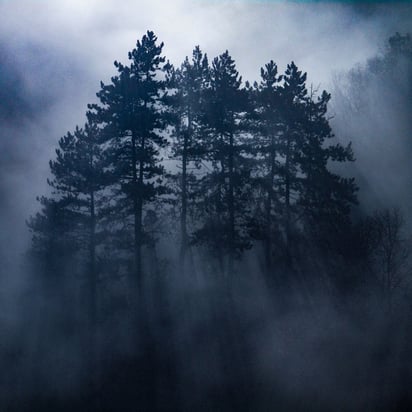 arbres dans le bouillard pour audit Errazki