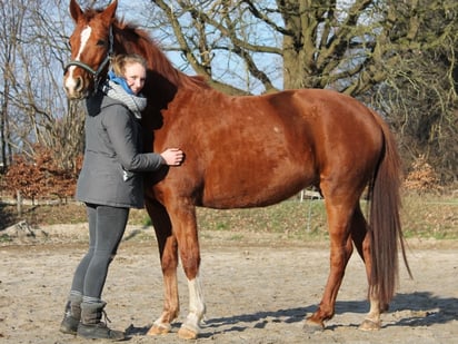 Luca von Würzen mit Pferd - Sie versichert ihre Pferde, ihren Hund und den Reitbetrieb ... bei Herrn Rupprecht und lässt sich von Ihm vor Ort beraten ..." - Luca von Würzen, Reitbetrieb in Wilstedt, Schleswig-Holstein