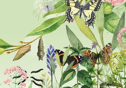 lehrmittel-raupe-schmetterling-naturforscher-lehrmittel