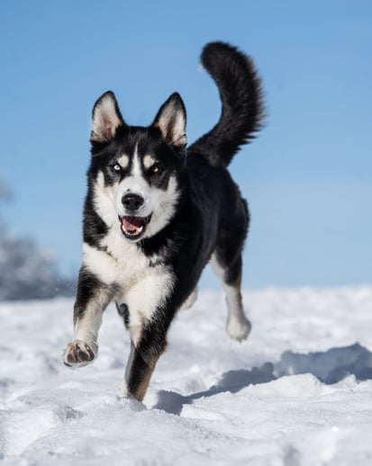 Tiergestützte Soziale Arbeit
