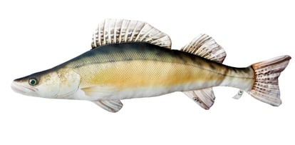 Drill Point Fishing Onlineshop - Angel-Zubehör, Unterkategorie Accessoire, Produktangebote Fisch-Kissen, Plüschtiere, Stofftier-Fische, Fische als Plüschtier, Spielzeug-Fische, usw. Jetzt ein Geschenk für den Fischer günstig online kaufen!