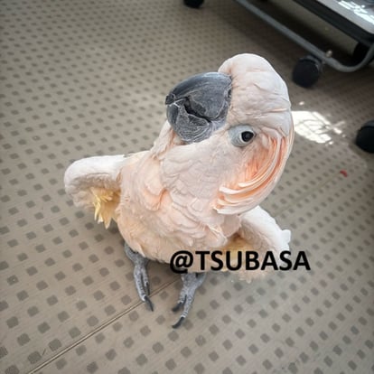 ピンキー＠オオバタン（認定NPO法人TSUBASA）