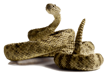 Image animaux detourée transparent sur fond blanc crotal serpent à sonette png