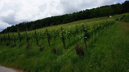 Der Frost hat die Reben in Weiningen grösstenteils verschont. (Themenbild) © Ly Vuong