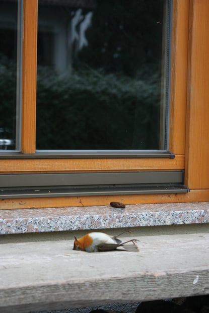 Tod durch Vogelschlag (Foto: Anne Schneider)