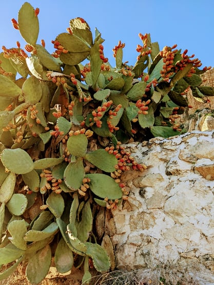 Wunderschöner Kaktus