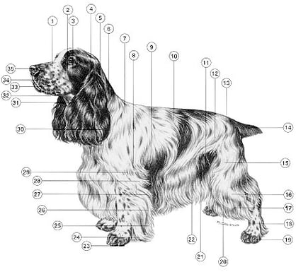 Die Anatomie des Hundes