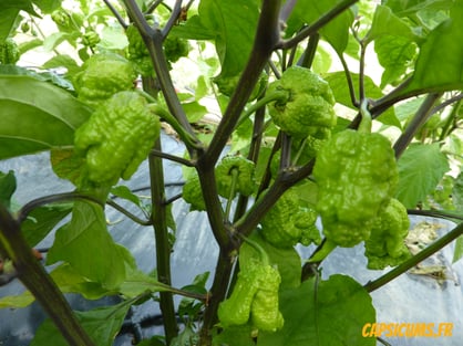 Culture piment jardin