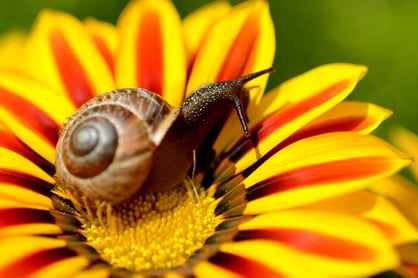 Langsamkeit als Lebensgefühl