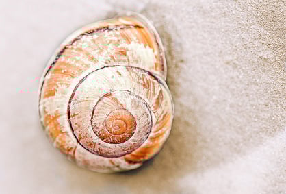 Hainbänderschnecke, Pixabay