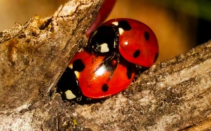 Zwei Marienkäfer beim Sex