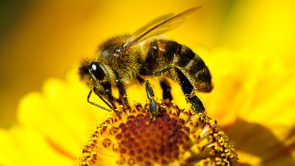 Bienensterben - Biene auf Blume
