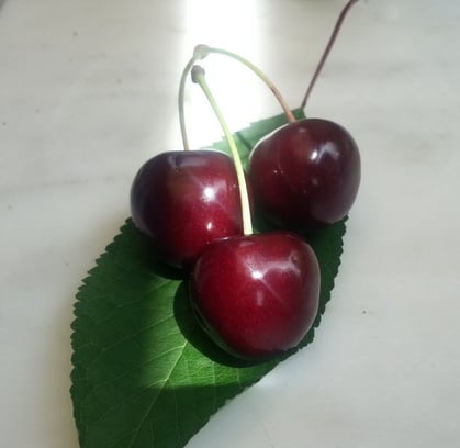 sie sind da! die ersten Kirschen!