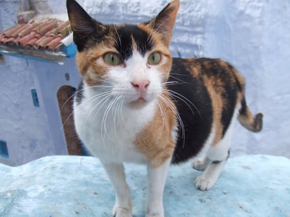 モロッコ旅行/シャウエン旧市街のネコ