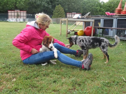 Wiener Hundeschule - Hundekurse