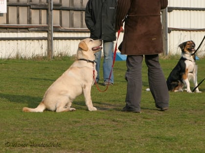 Wiener Hundeschule - Hundeausbildung