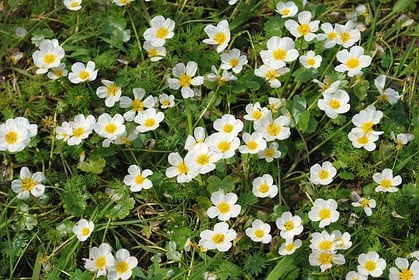 Blühender Wasserhahnenfuss am Ufer eines Tümpels.