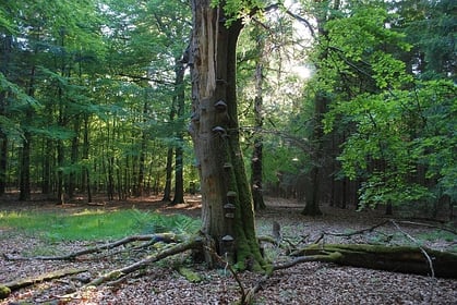 Zukunftsvision: Der Fledermauswald soll sich ungestört zu einem struckturreichen  Laubwald mit jungen und alten Bäumen entwickeln - wie hier in einem Teil des Segeberger Forstes.
