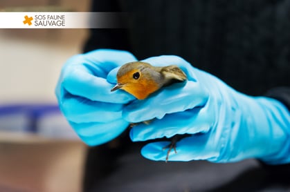 Un rouge-gorge entre les mains de sa soigneuse.